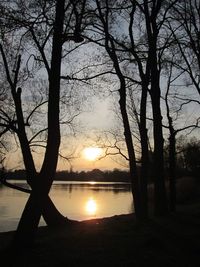 Sun shining through trees