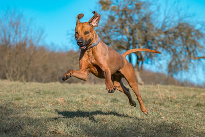 Dog running on land