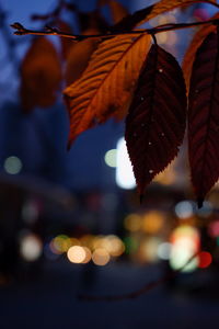 Close-up of wet leaves during autumn