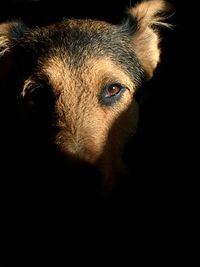 Close-up portrait of dog against black background