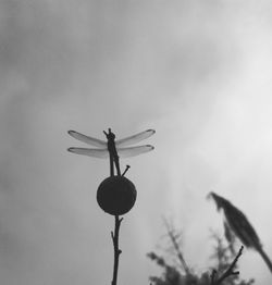 Low angle view of silhouette plant against sky