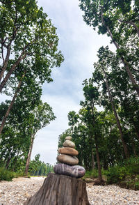 Low angle view of stack on tree in forest against sky