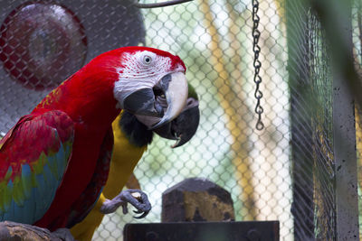 Macaws perching in cage