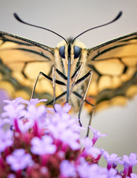 Close-up of butterfly pollinating on purple flower