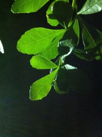 Close-up of plant