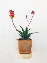 Close-up of flower vase against white background