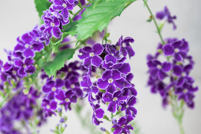 Close-up of purple flowering plants