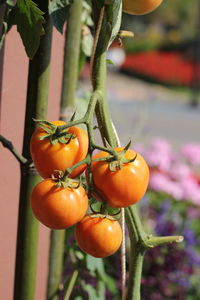 Close-up of tomatoes on plant