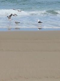 Seagull flying over sea