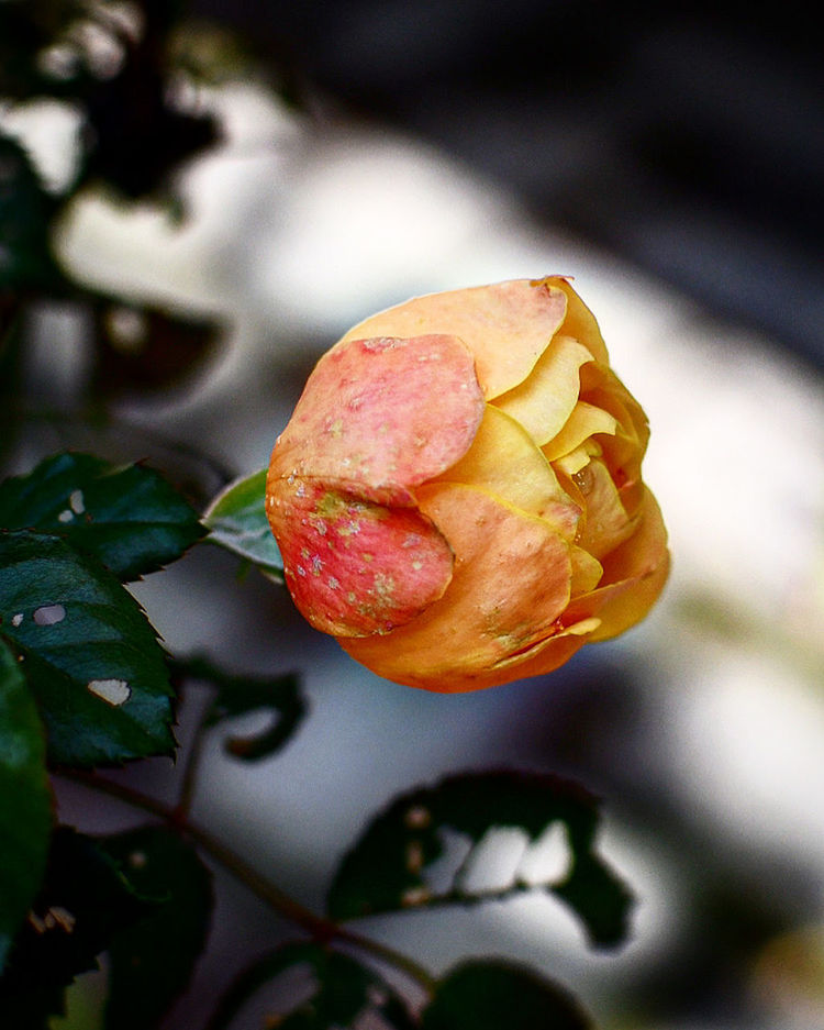 CLOSE-UP OF ORANGE FRUIT