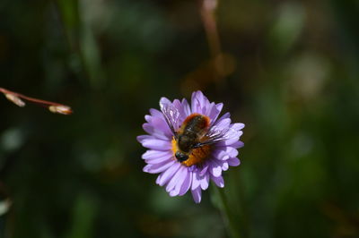 Close-up of bee on flower