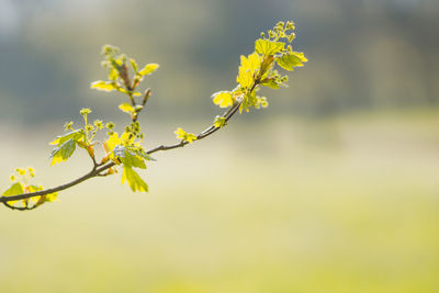 Close-up of yellow flowering plant