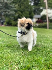 Small dog looking away on field