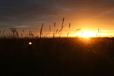 Silhouette plants on field against sky during sunset