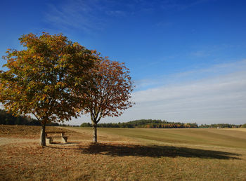 Tree on field against sky