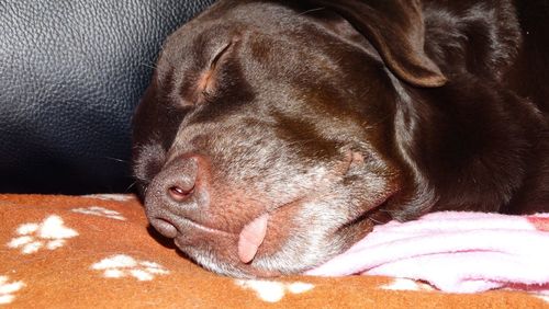 Close-up of dog sleeping on sofa at home