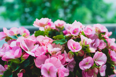 Close-up of pink flowering plant