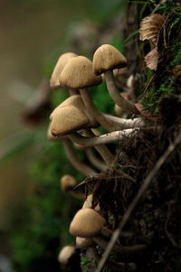 Close-up of mushrooms growing on plant