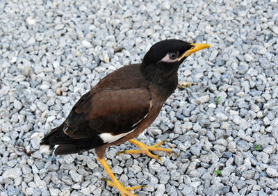 High angle view of bird on rock