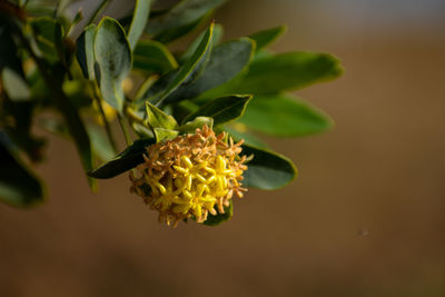 Close-up of wilted yellow lantana flowers