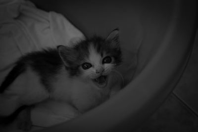 Portrait of kitten relaxing on bed