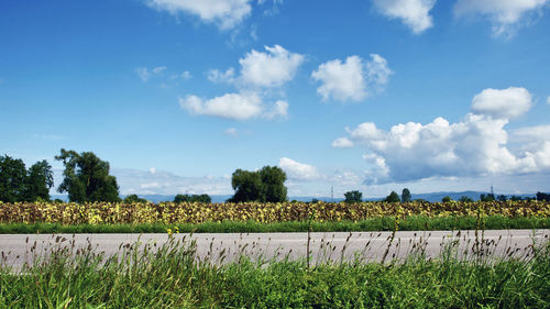Scenic view of agricultural field against sky