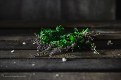 Close-up of flowering plant on table