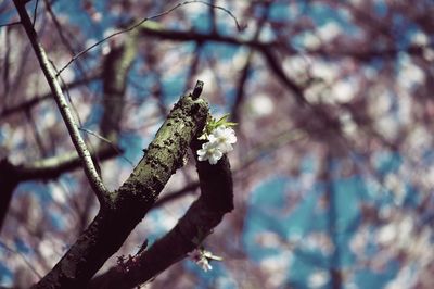 Low angle view of cherry blossom