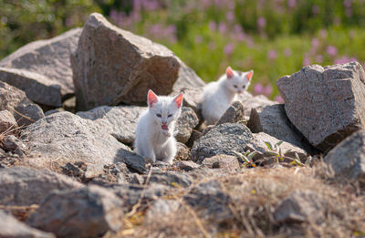 Cats resting on rock