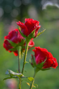 Close-up of red rose