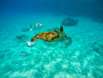 Fish swimming in sea