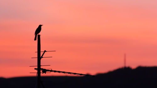 Silhouette of bird flying against orange sky