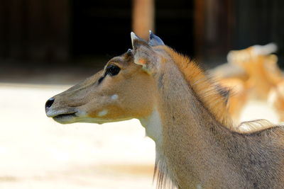 Close-up of a horse