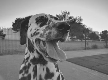 Close-up of dog against sky