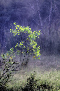 Plants growing on land