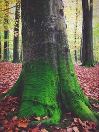 Trees growing in forest