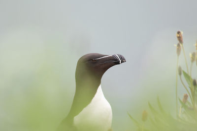 Razorbill with muted foreground and background