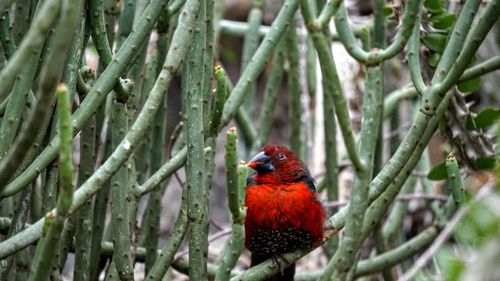 Bird perching on tree