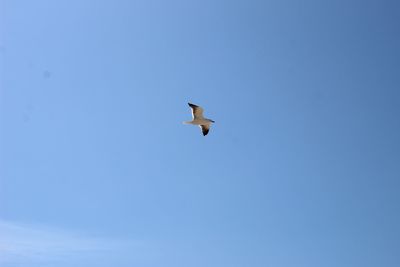 Low angle view of bird flying in sky