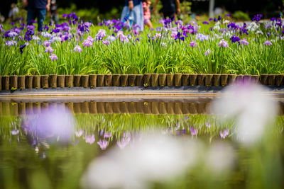 Purple flowering plants in lake