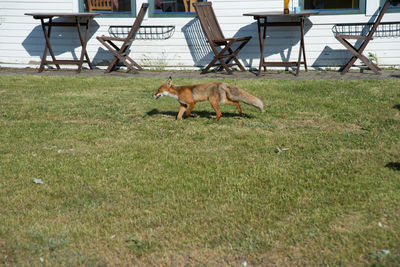 Side view of fox running outside restaurant