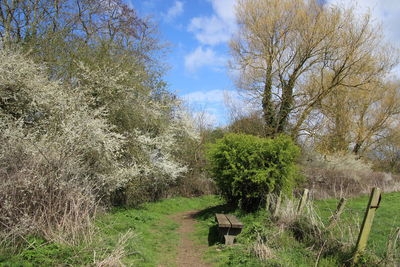 Trees on field against sky