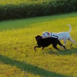 Dog running in a field