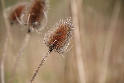 Close-up of dried plant