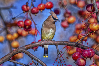 Low angle view of birds perching on tree