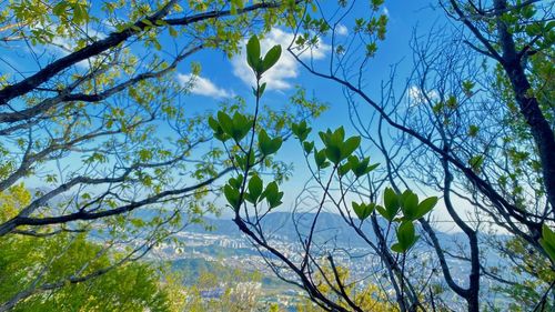 Low angle view of tree against blue sky