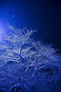 Low angle view of bare tree against sky at night