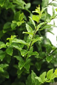 Close-up of wet plants during monsoon