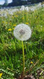 Close-up of dandelion flower on field