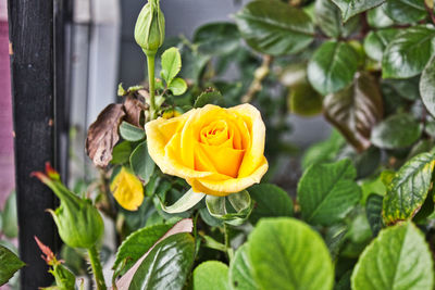 Close-up of rose roses